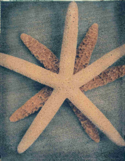 Compatible Nature morte Jahrriesnge  for starfish-lpf00176 