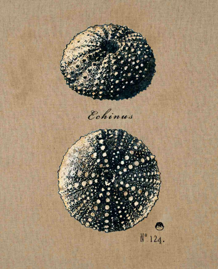 Compatible Nature morte Jahrriesnge  for untitle-lpf00181 