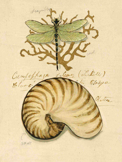 Compatible Nature morte Jahrriesnge  for dragonfly-lpf00195 