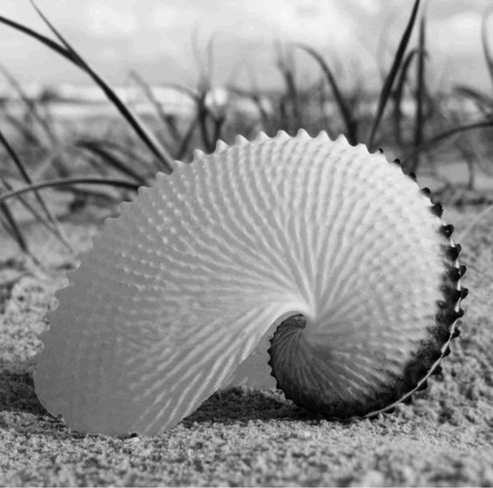 Compatible Nature morte Jahrriesnge  for untitle-lpf00202 