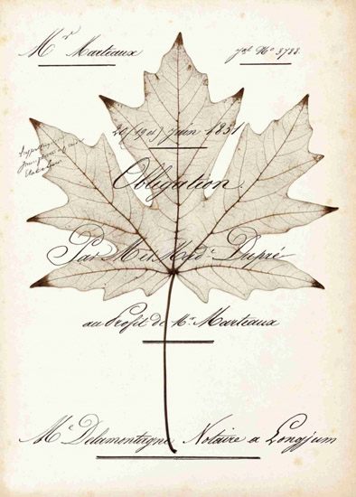 Compatible Nature morte Jahrriesnge  for leaf-lpf00490 