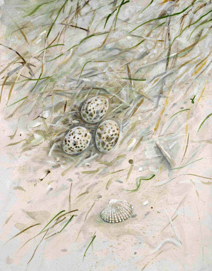 Compatible Paysage JAHRRIESNGE  for shell-lpf00861 