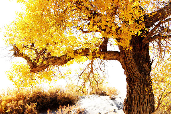 Compatible Paysage Jahrriesnge  for tree-lpf01848 