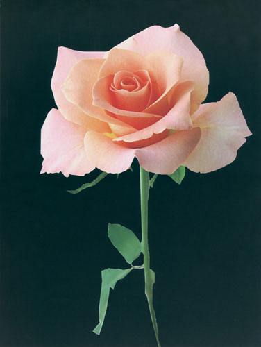 Compatible Floral Jahrriesnge  for flower lpf04566 