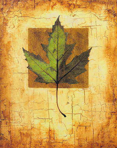 Compatible Floral Jahrriesnge  for leaf lpf04634 