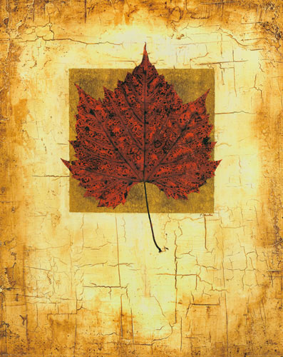 Compatible Floral Jahrriesnge  for leaf lpf04636 