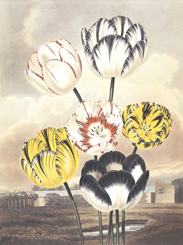 Compatible Floral Jahrriesnge  for flower lpf04701 