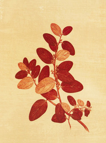 Compatible Floral Jahrriesnge  for flowers lpf04760 