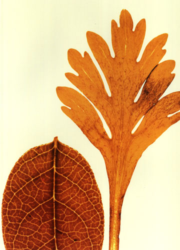 Compatible Floral Jahrriesnge  for leaves lpf04761 