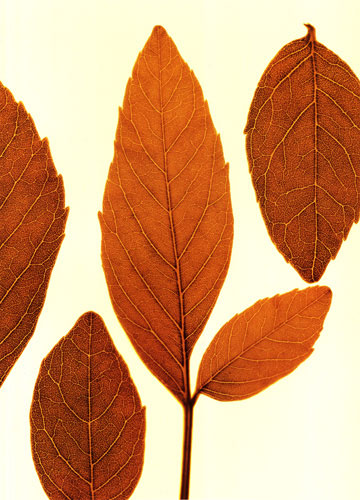 Compatible Floral Jahrriesnge  for leaves lpf04762 