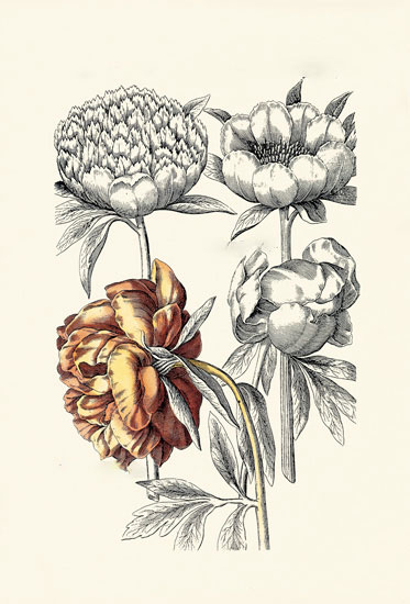 Compatible Floral Jahrriesnge  for flowers-lpf06622 