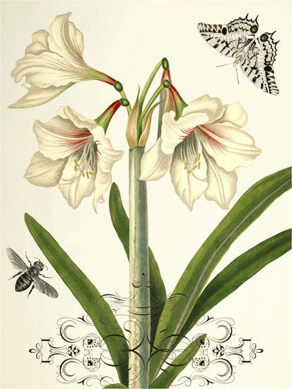 Compatible Floral Jahrriesnge  for flowers-lpf06639 