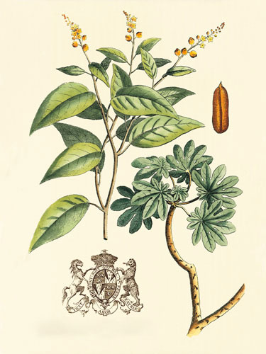 Compatible Floral Jahrriesnge  for flowers-lpf06641 