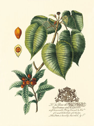 Compatible Floral Jahrriesnge  for flowers-lpf06643 