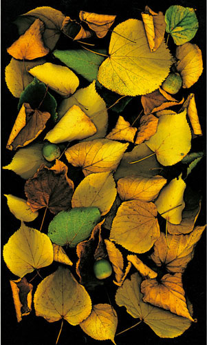 Compatible Floral Jahrriesnge  for flowers-lpf06752 