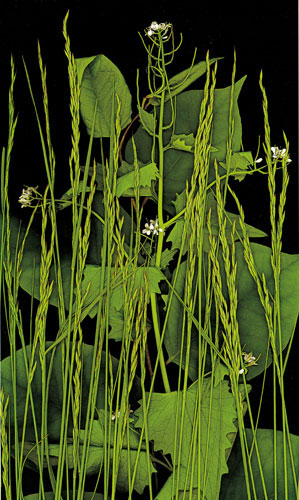 Compatible Floral JAHRRIESNGE  for flowers-lpf06753 