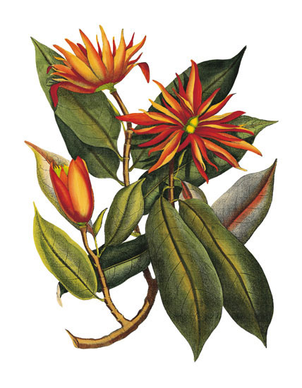 Compatible Floral Jahrriesnge  for flowers-lpf06778 