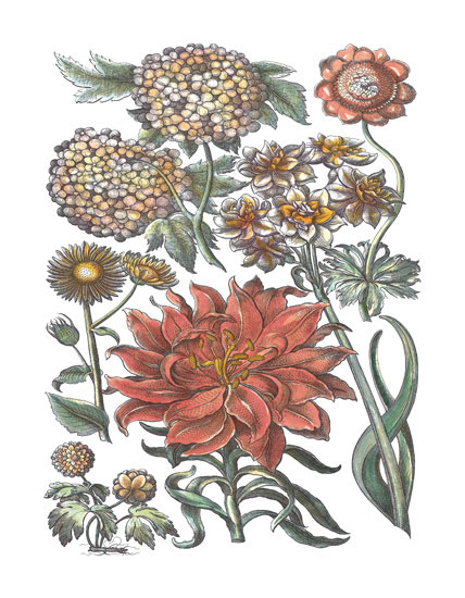 Compatible Floral Jahrriesnge  for flowers-lpf06780 