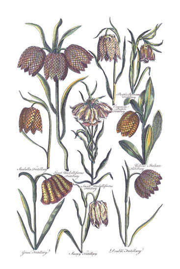 Compatible Floral Jahrriesnge  for flowers-lpf06819 