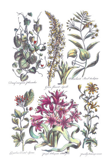 Compatible Floral Jahrriesnge  for flowers-lpf06820 