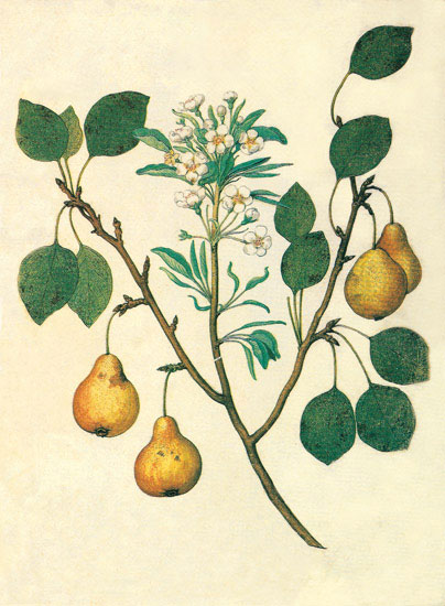 Compatible Floral Jahrriesnge  for flowers-lpf06847 