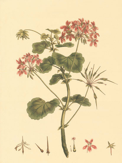 Compatible Floral Jahrriesnge  for flowers-lpf06850 