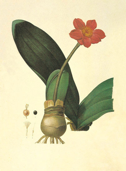 Compatible Floral Jahrriesnge  for flowers-lpf06854 