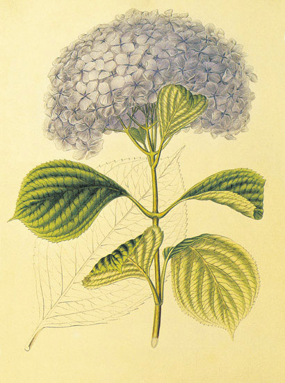 Compatible Floral Jahrriesnge  for flowers-lpf06860 