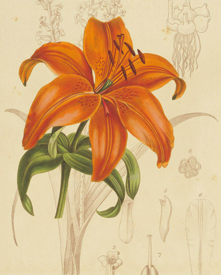 Compatible Floral Jahrriesnge  for flowers-lpf06865 