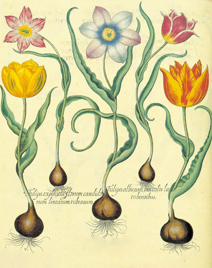 Compatible Floral Jahrriesnge  for flowers-lpf06878 