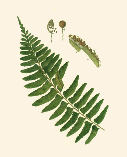 Compatible Floral Jahrriesnge  for leaves-lpf06899 