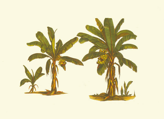 Compatible Floral Jahrriesnge  for flowers-lpf06928 