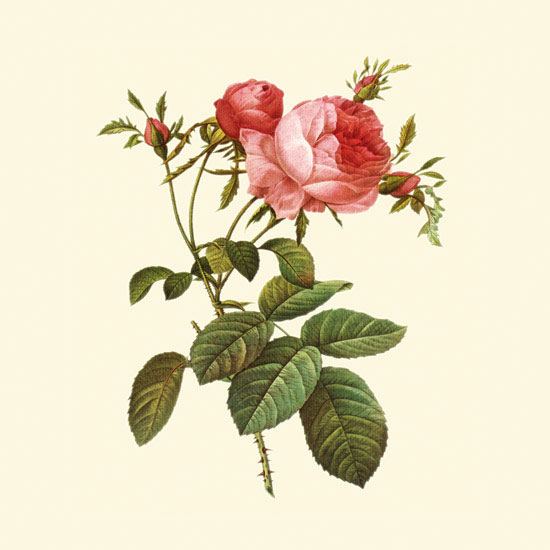 Compatible Floral Jahrriesnge  for flowers-lpf06934 