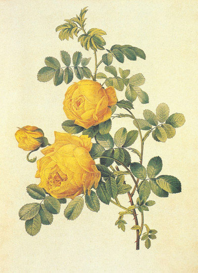 Compatible Floral Jahrriesnge  for flowers-lpf06941 