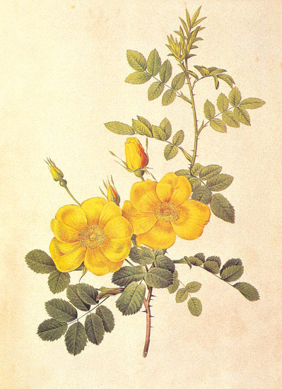 Compatible Floral Jahrriesnge  for flowers-lpf06945 