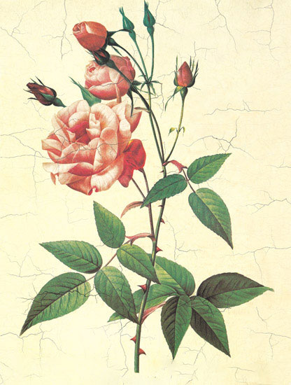 Compatible Floral Jahrriesnge  for flowers-lpf06952 