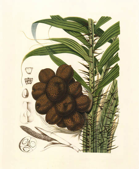 Compatible Floral Jahrriesnge  for flowers-lpf06992 