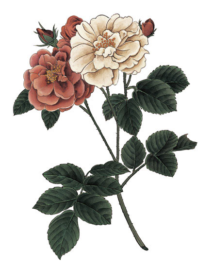 Compatible Floral Jahrriesnge  for flowers-lpf07001 