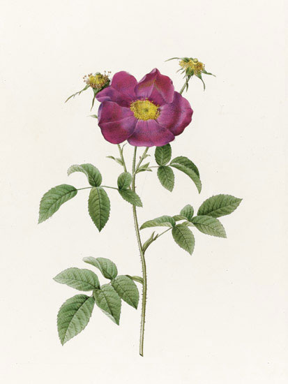 Compatible Floral JAHRRIESNGE  for flowers-lpf07014 