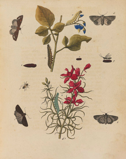 Compatible Floral Jahrriesnge  for flowers-lpf07023 