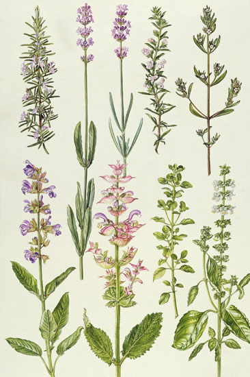 Compatible Floral Jahrriesnge  for flowers-lpf07035 