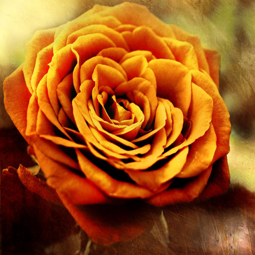 Compatible Floral Jahrriesnge  for flowers-lpf07533 