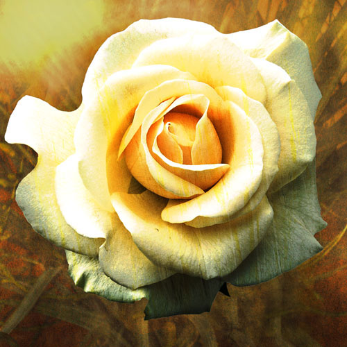 Compatible Floral Jahrriesnge  for flowers-lpf07537 