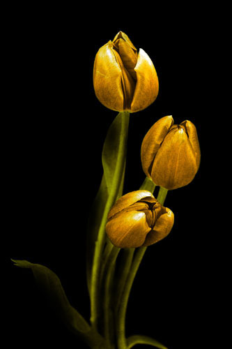 Compatible Floral Jahrriesnge  for flowers-lpf07604 