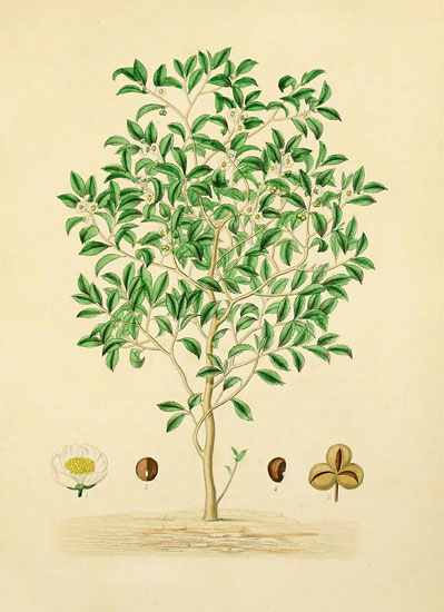 Compatible Floral JAHRRIESNGE  for flowers lpf07934 