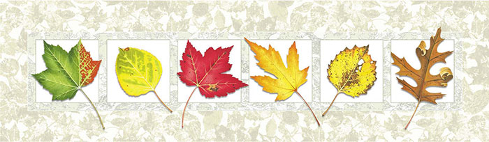 Compatible Floral Jahrriesnge  for leaves lpf08160 