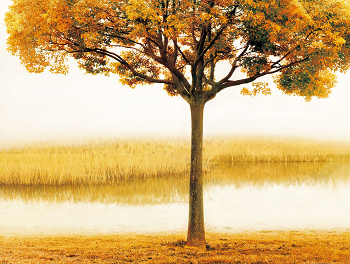 Compatible Paysage Jahrriesnge  for tree lpf08290 