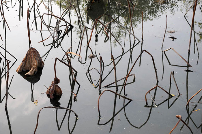 Compatible Paysage JAHRRIESNGE  for lotus in winter lpf09205 