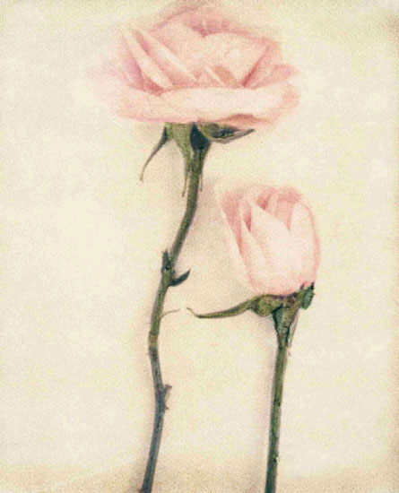 Compatible Floral Jahrriesnge  for flowers lpf09640 