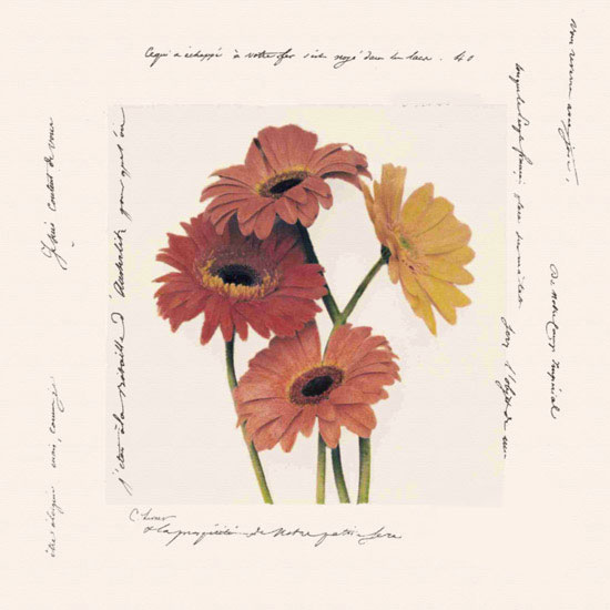 Compatible Floral Jahrriesnge  for flowers lpf09641 